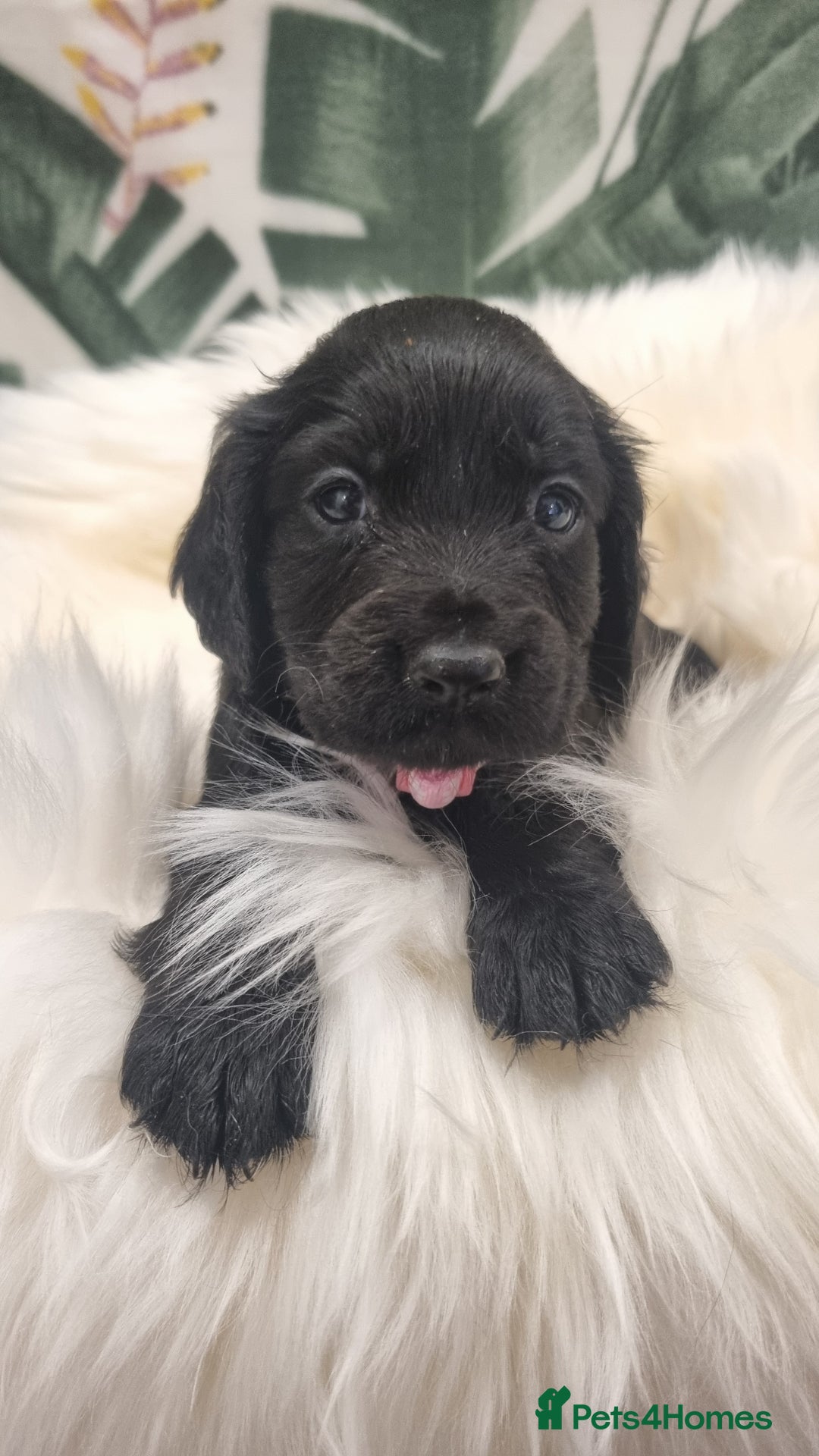 Cocker Spaniel dogs for sale: Beautiful Working Cocker Spaniel Puppies - Image 3
