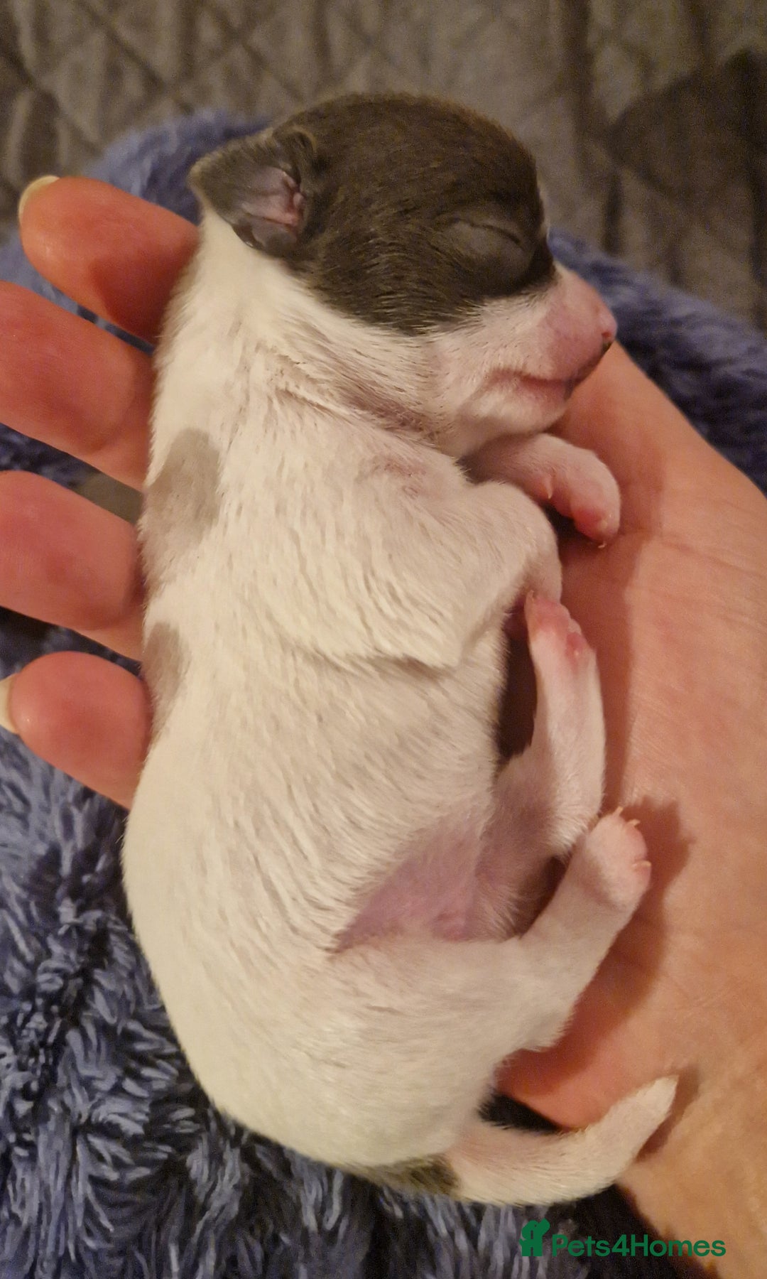 Chihuahua dogs for sale: Ready 18.12.2025. Chihuahua Female Puppy For Sale  - Advert 7