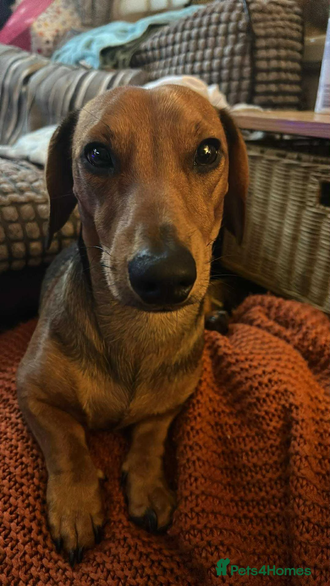 Miniature Dachshund dogs for stud: Miniature dachshund for stud - Advert 2