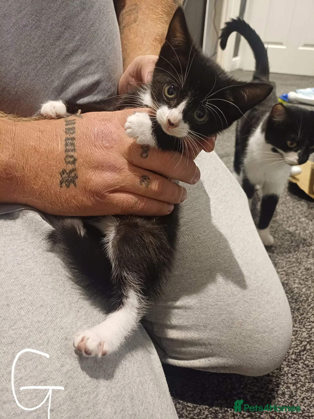 Mixed Breed cats for sale: Kittens for sale - Advert 2
