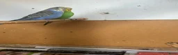 Budgerigars birds for sale: Lovely violet and green budgie - Advert 5