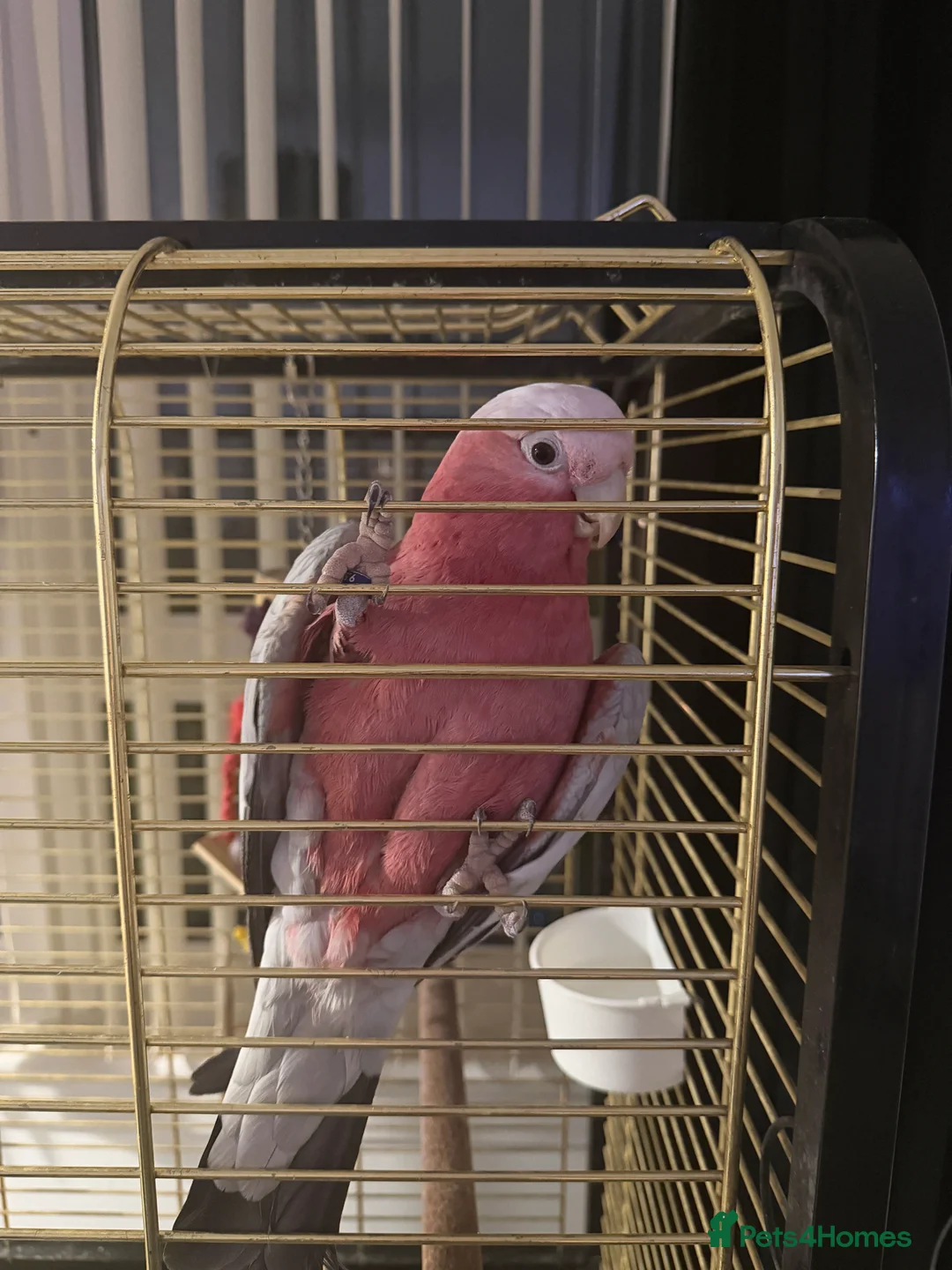 Cockatoo birds for sale: Male Galah cockatoo  in Glasgow - Advert 3