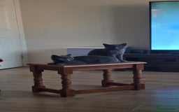 Scottish Fold cats for sale: Scottish Fold kittens  - Image 1