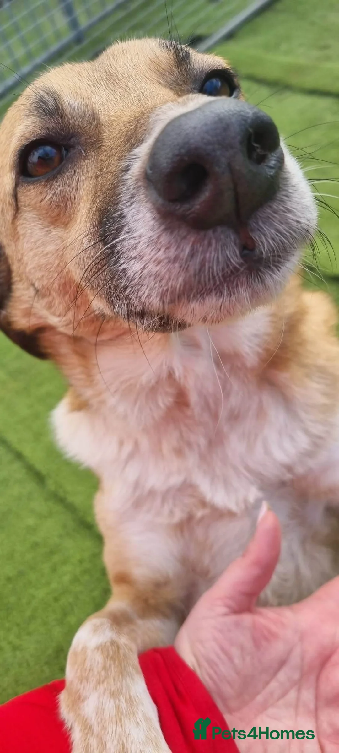 Mixed Breed dogs for adoption: Tessa and Tosca -looking for a home together in Ayr - Advert 19