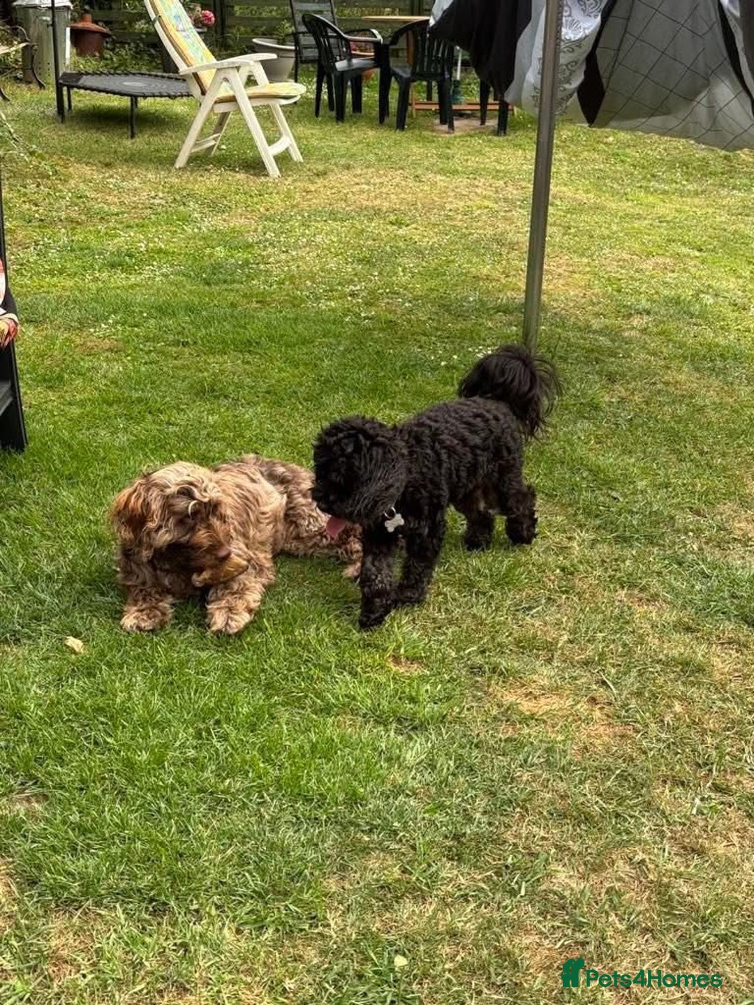 Cockapoo dogs for sale: Beautiful Chocolate and Merle F1 babies - Image 23