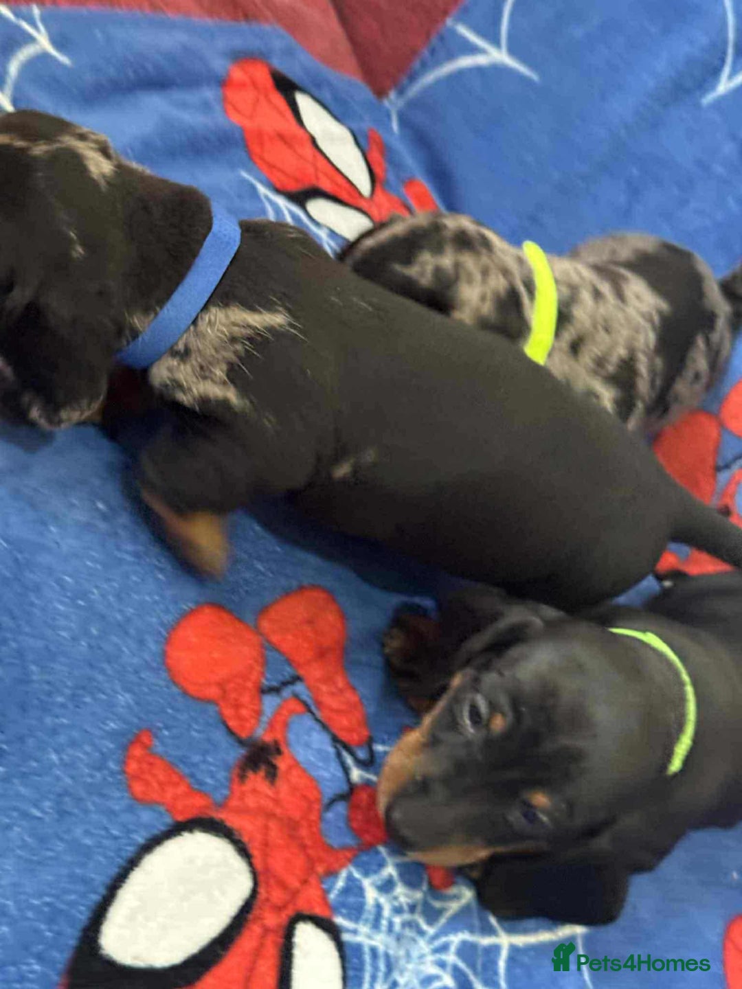 Miniature Dachshund dogs for sale: Puppies 🐶  - Advert 3