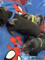 Miniature Dachshund Puppy 5