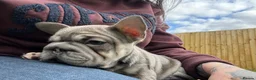 French Bulldog dogs for sale: Female French bulldog - Advert 2