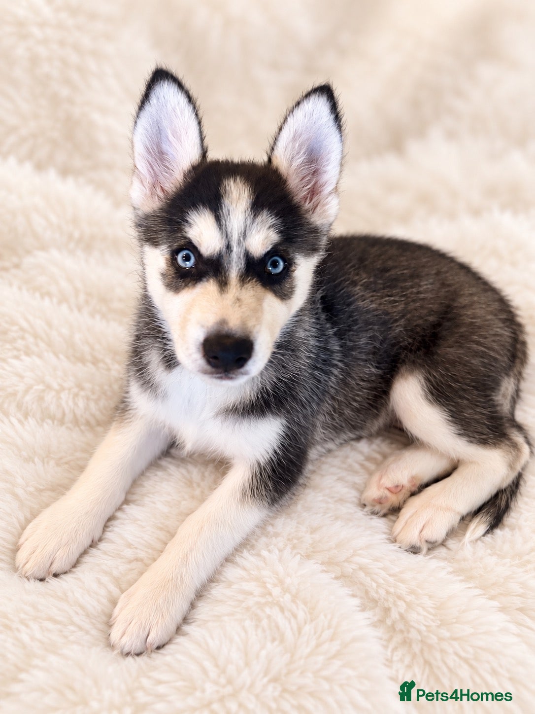 Siberian Husky dogs Stunning puppies ready to leave  - Advert 1