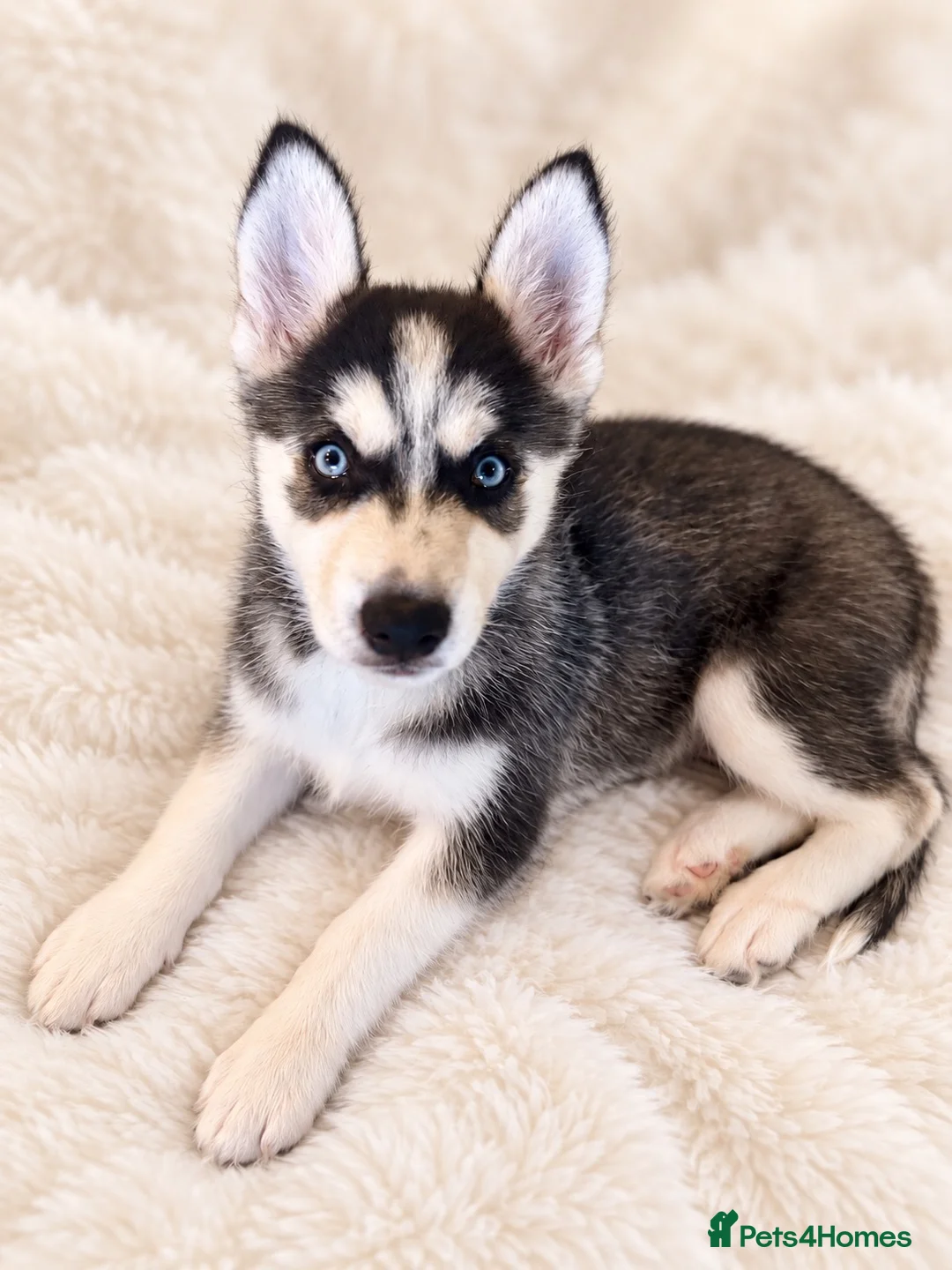 Siberian Husky dogs for sale: Stunning puppies ready to leave  - Advert 1