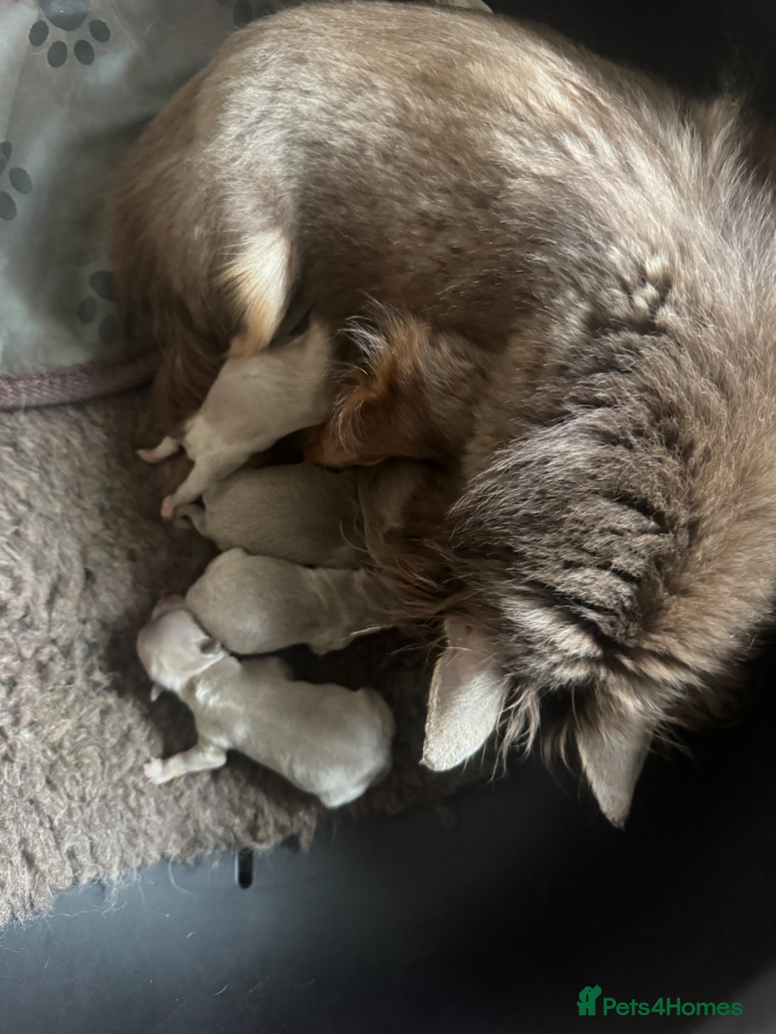 Chihuahua dogs for sale: Gorgeous lilac long coat girls and boys - Advert 18