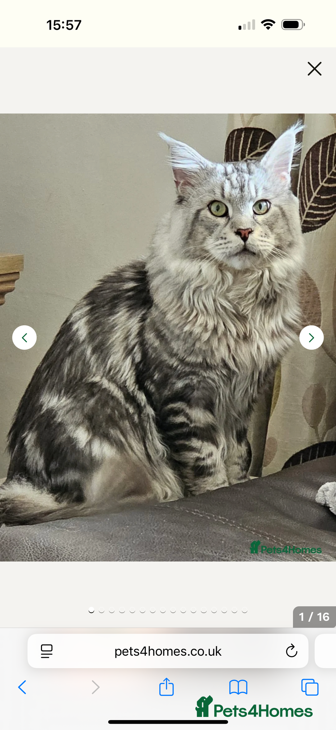 Maine Coon cats for sale: 5 adorable maine coon kittens - Advert 15