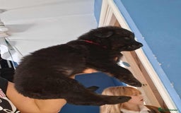 Mixed Breed dogs for sale: Rottie/German shepherd/Belgian malinonis - Image 10