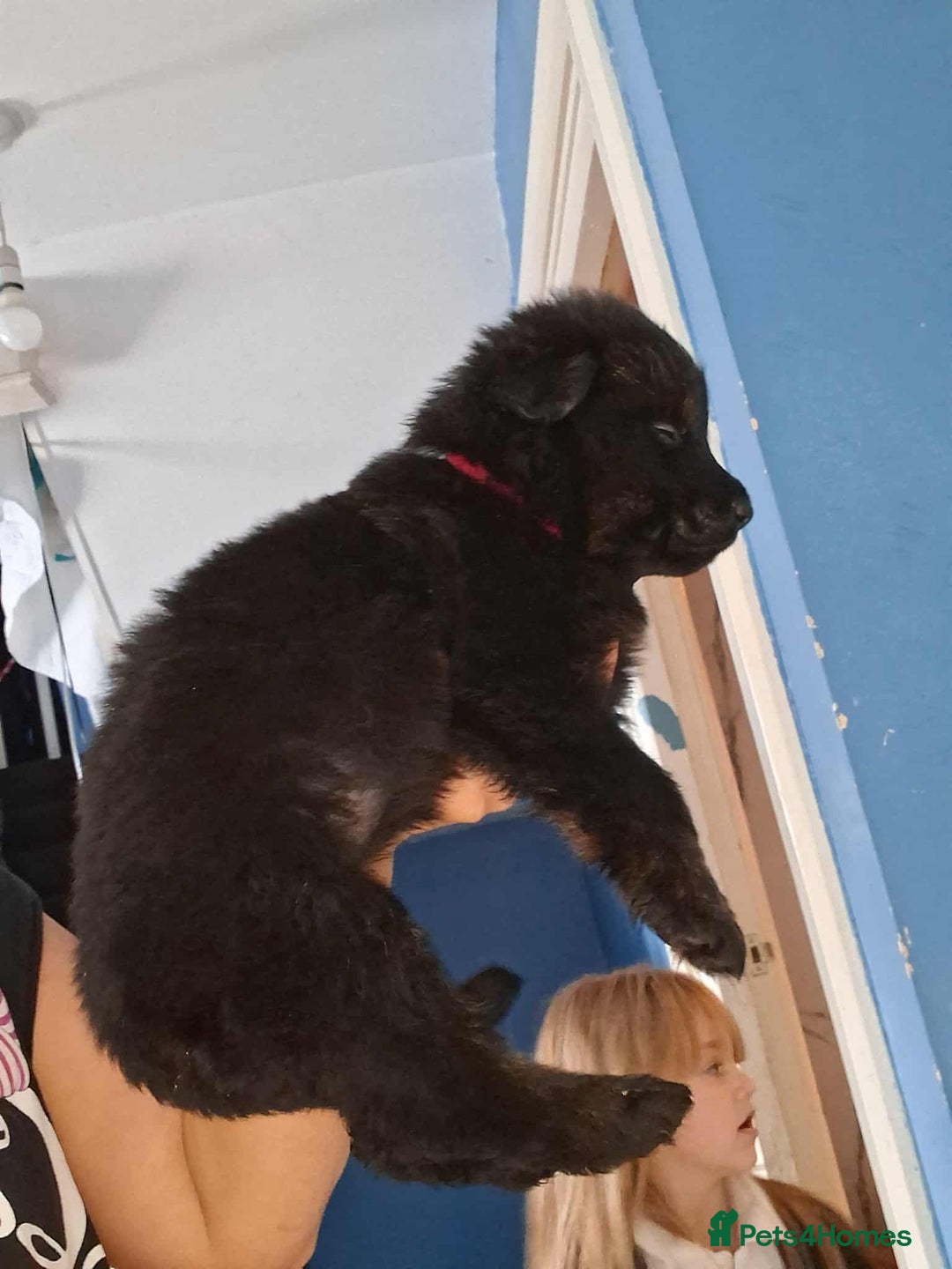 Mixed Breed dogs for sale: Rottie/German shepherd/Belgian malinonis - Image 10