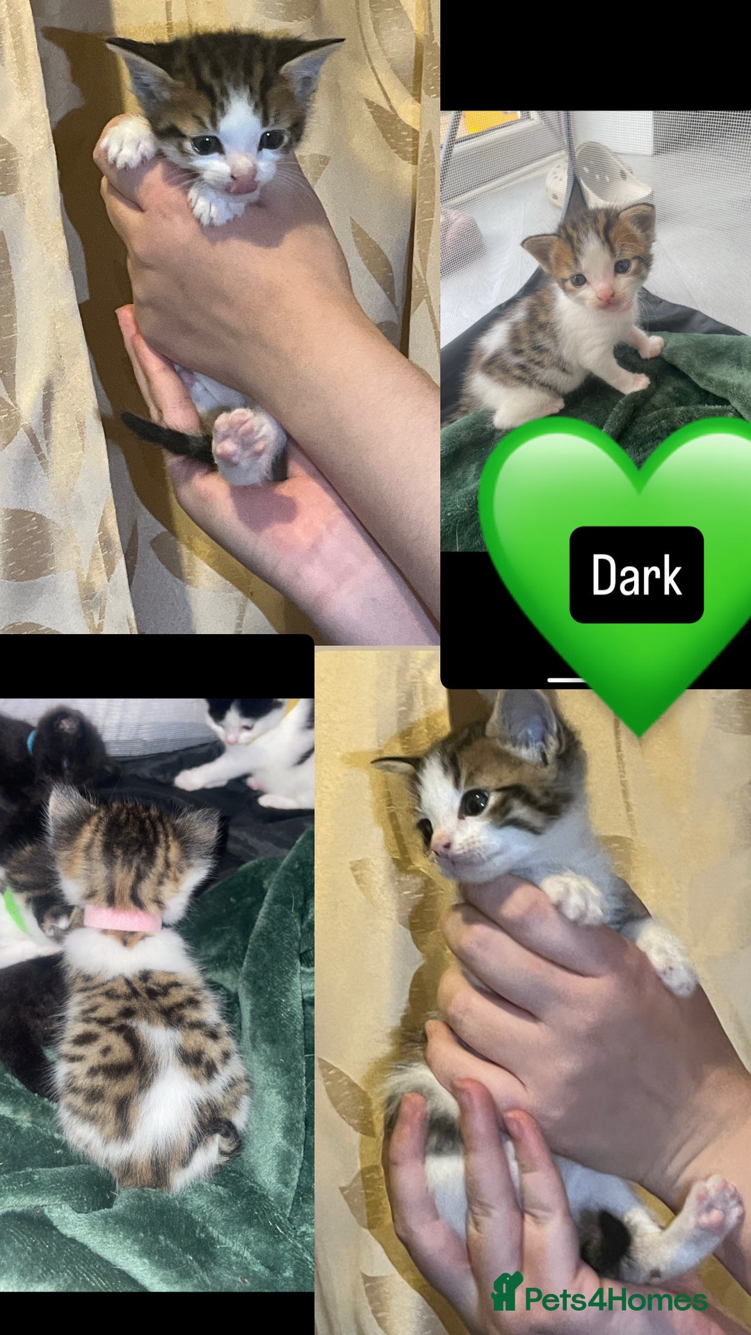 Mixed Breed cats for sale: Gorgeous kittens available  - Image 11