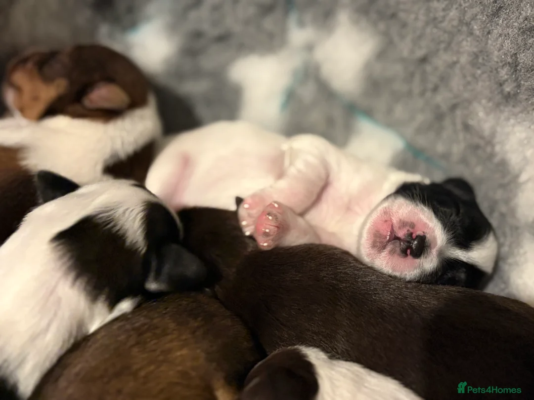 Miniature Schnauzer dogs for sale: Last KC Chocolate Parti Mini Schnauzer - Advert 4