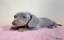 Miniature Dachshund dogs for sale: Miniature dachshund puppies  - Image 16