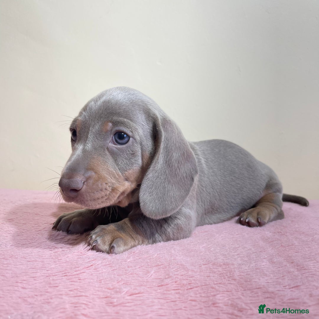 Miniature Dachshund dogs for sale: Miniature dachshund puppies  - Image 16