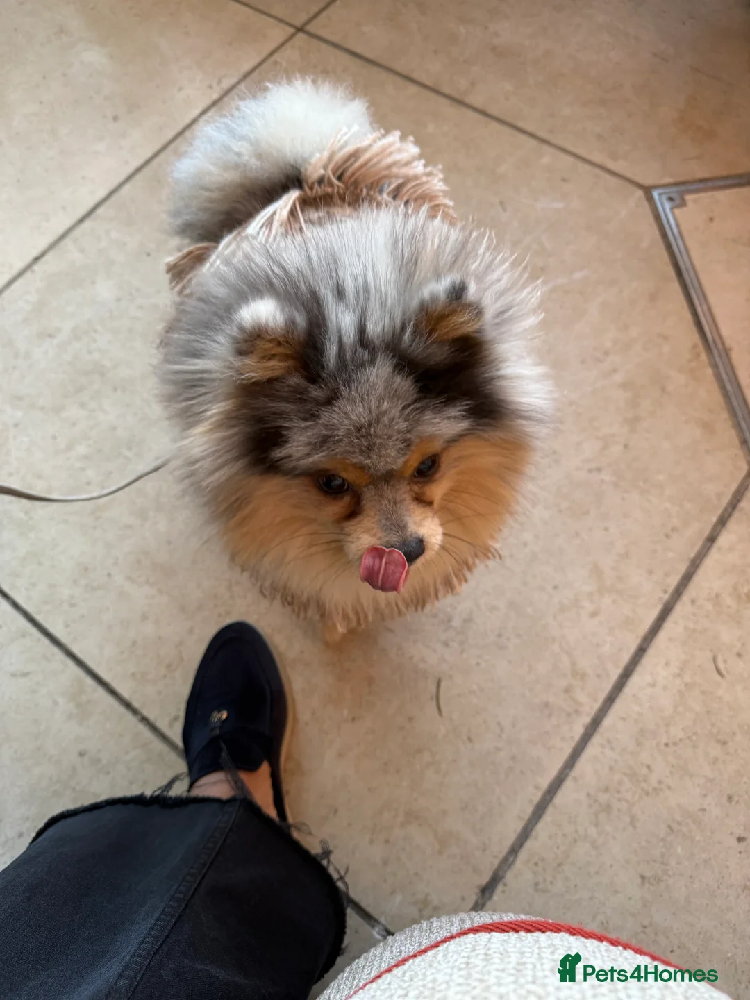 Pomeranian dogs for stud: Rare Blue & Tan Merle Pomeranian Stud – London  - Advert 12
