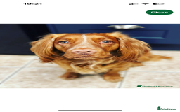 Cocker Spaniel dogs for sale: Cocker Spaniel Puppies  - Image 22