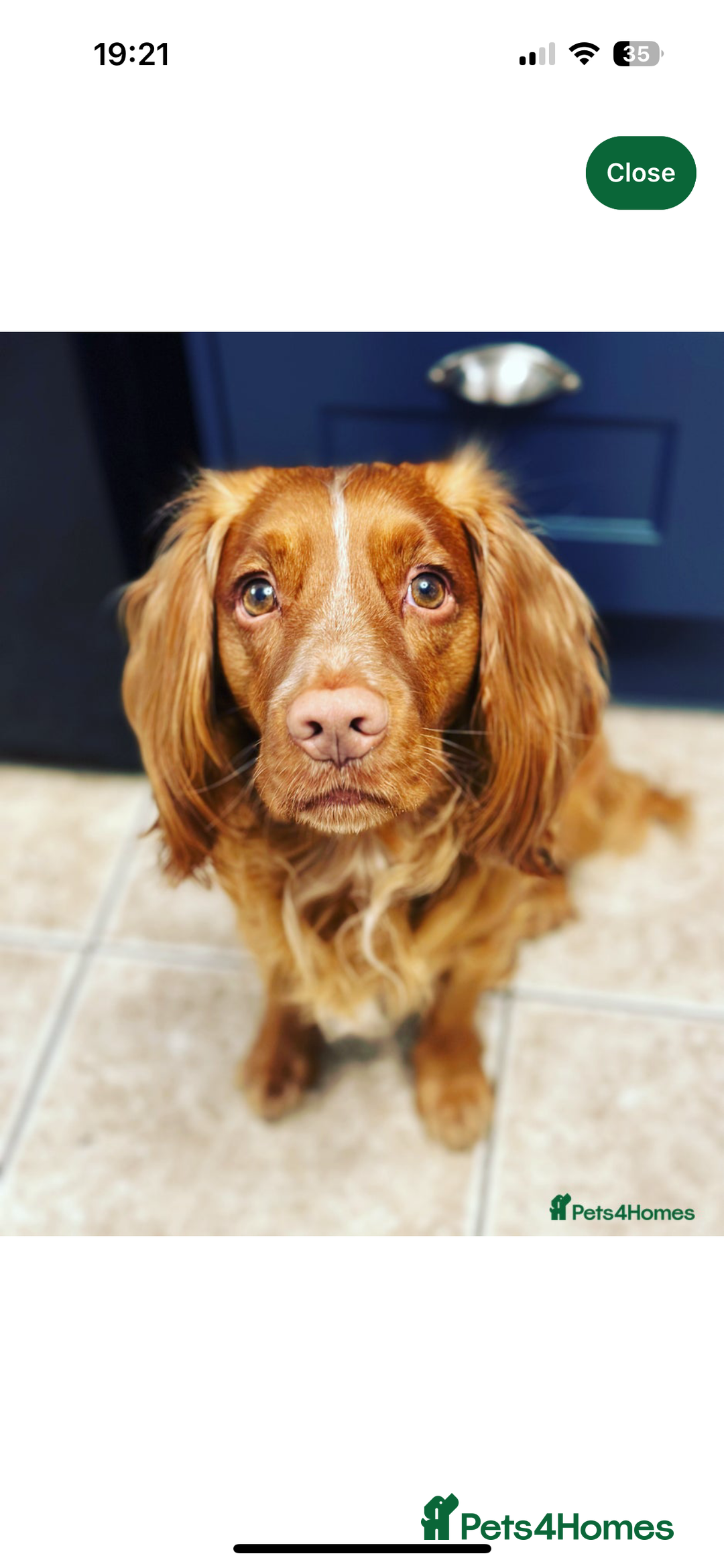 Cocker Spaniel dogs for sale: Cocker Spaniel Puppies  - Image 22