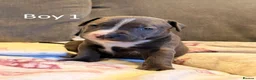 Staffordshire Bull Terrier dogs for sale: Staffy Puppies  - Advert 19