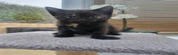 Domestic Shorthair cats for sale: Kittens for Sale - Advert 4