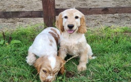 Cocker Spaniel dogs for sale: Orange Roan Show Cockers boys only  - Image 4