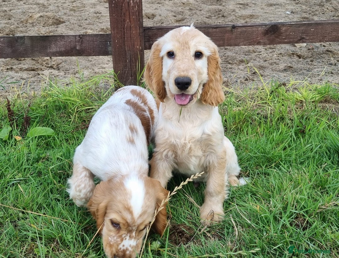 Cocker Spaniel dogs for sale: Orange Roan Show Cockers boys only  - Image 4