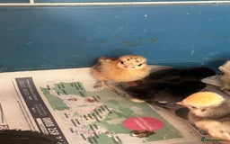 Chickens poultry for sale: Chicks polish silkies Pekin Brahma chickens  - Image 2