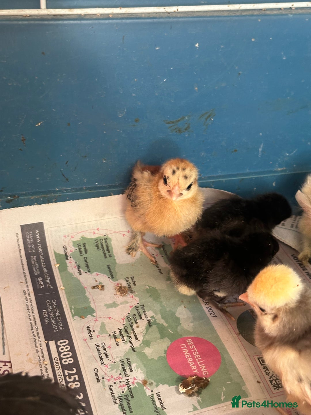 Chickens poultry for sale: Chicks polish silkies Pekin Brahma chickens  - Image 2