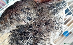 Quail poultry for sale: Laying Coturnix Quail – Confirmed Hens - Image 18