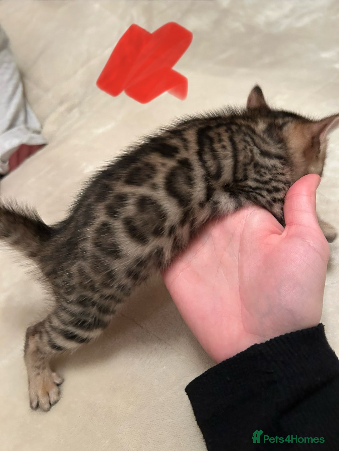 Bengal cats for sale: ❤️ Stunning Bengal Kittens for Reservation ❤️ - Advert 7