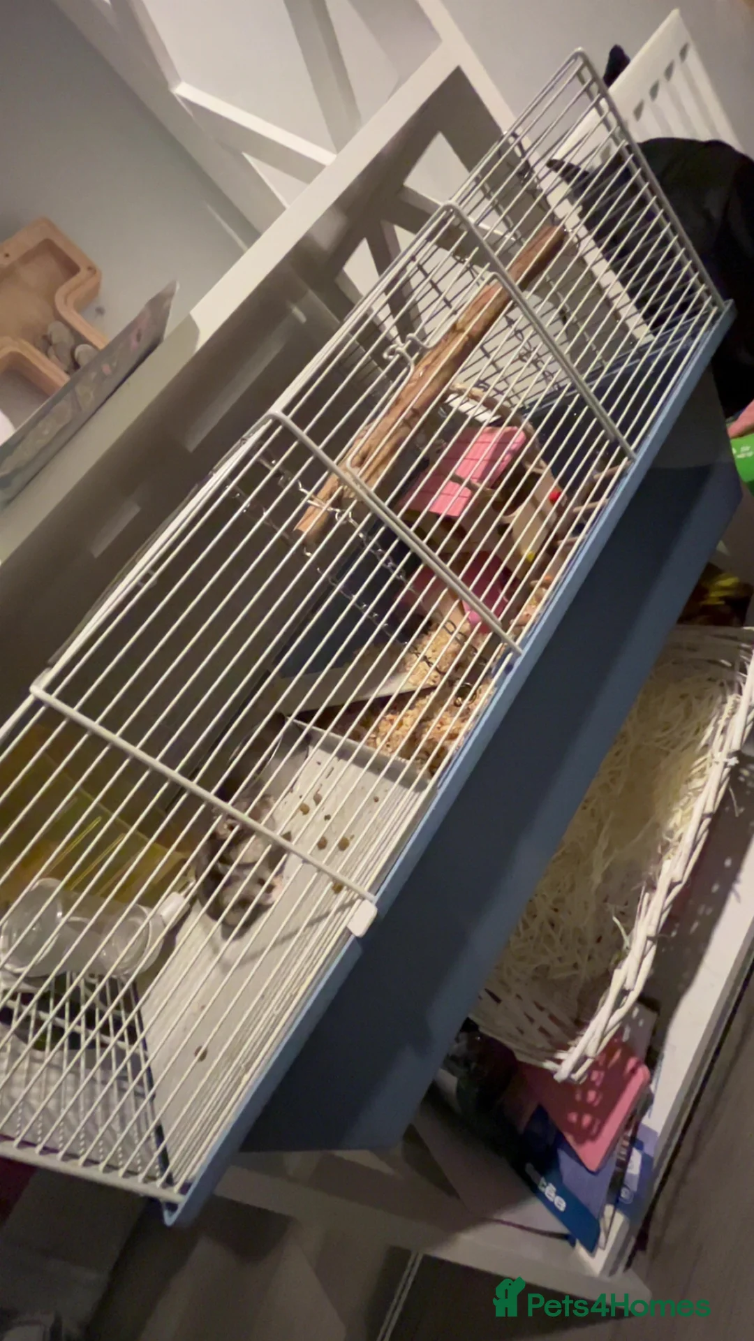 Hamster rodents for sale: Dwarf hamster  - Advert 6