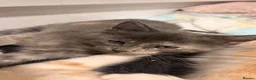 Maine Coon cats for sale: Maine coon cross kittens for sale  in Ipswich - Advert 9