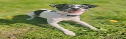 Mixed Breed dogs for sale: Gorgeous little girl in need of a forever home - Advert 5