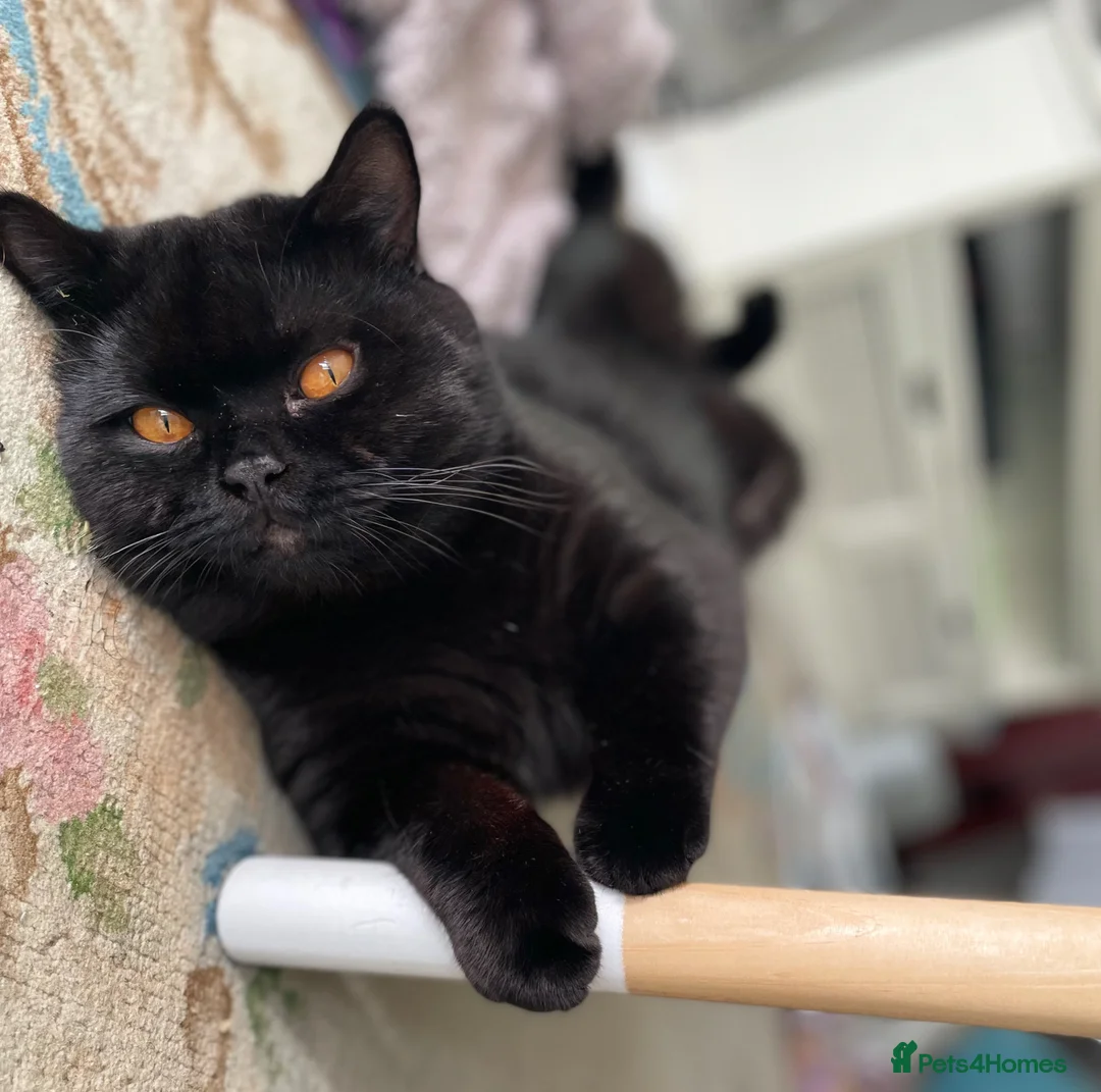 British Shorthair cats for stud: Pedigree British Shorthair Stud – GCCF Registered in Reading - Advert 2