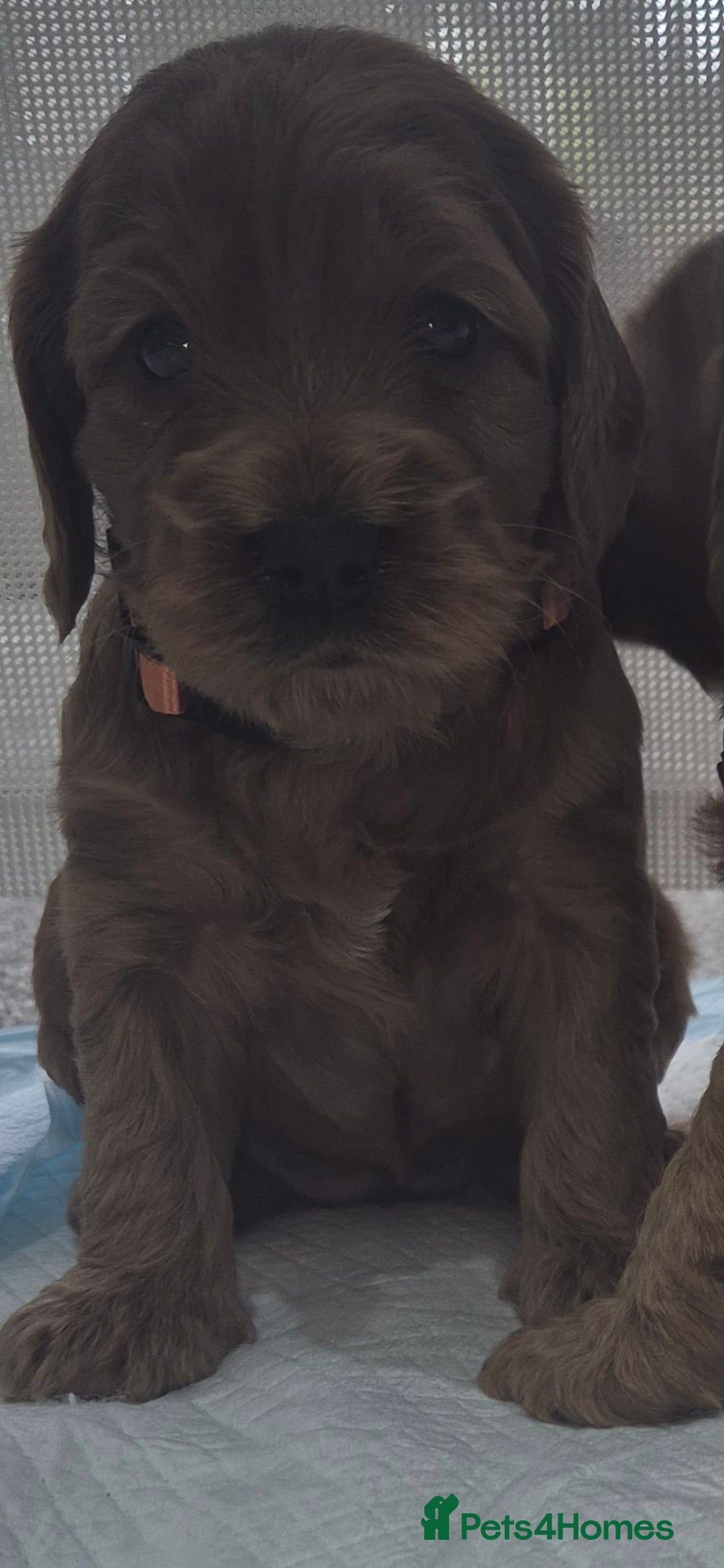 Cockapoo dogs 1 GIRLEXTENSIVELY HEALTH TESTED F1 SHOW COCKERPOO* - Advert 12