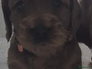 Cockapoo dogs 1 GIRLEXTENSIVELY HEALTH TESTED F1 SHOW COCKERPOO* - Advert 12