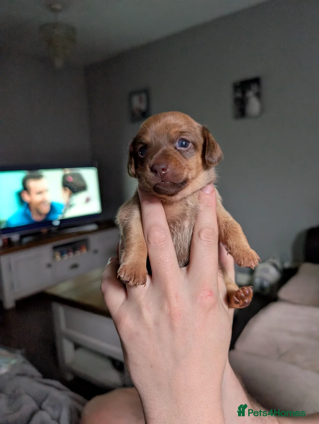 Chiweenie dogs for sale: 4 gorgeous chiweenie puppies ready in 5 weeks  - Advert 9