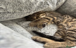 Mixed Breed cats for sale: Tabby kitten  - Image 4