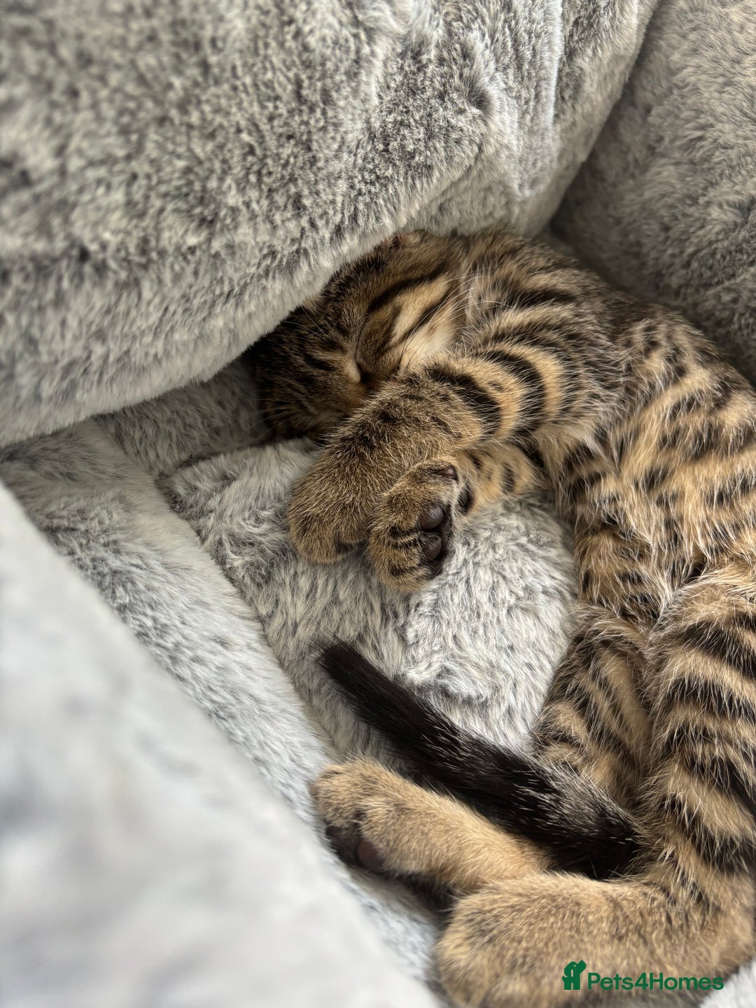 Mixed Breed cats for sale: Tabby kitten  - Image 4