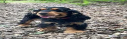 Cocker Spaniel dogs for sale: Show Cocker Spaniel - Top Quality - Advert 4