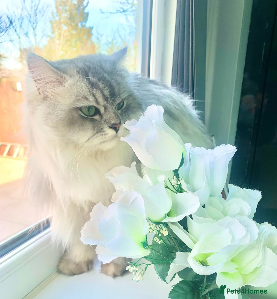 Mixed Breed cats for stud: Beautiful white/ grey ragdoll- Persian for stud  in Birmingham - Advert 4