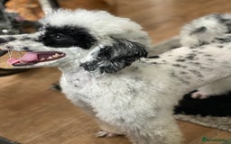 Toy Poodle dogs for stud: Parti Toy Poodle KCregistered PRA PRCD NEG proven - Image 13