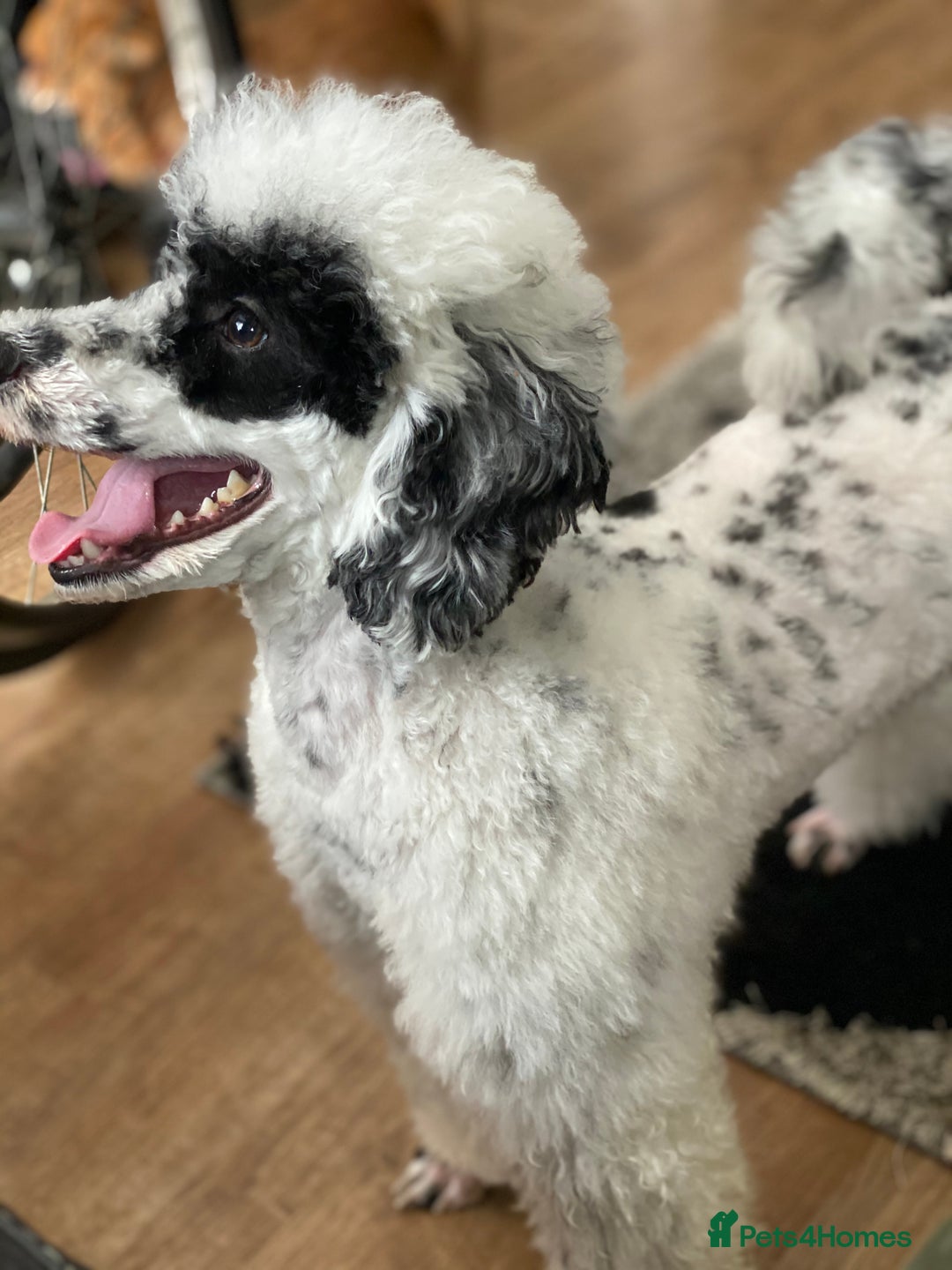 Toy Poodle dogs for stud: Parti Toy Poodle KCregistered PRA PRCD NEG proven - Image 13