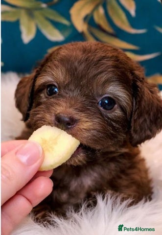 Shihpoo dogs WAITING LIST Toy shihpoo 2026 spring babies  - Advert 6