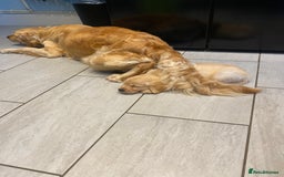 Golden Retriever dogs for sale: Beautiful KC reg Fluffy Golden Retriever Puppies - Image 21