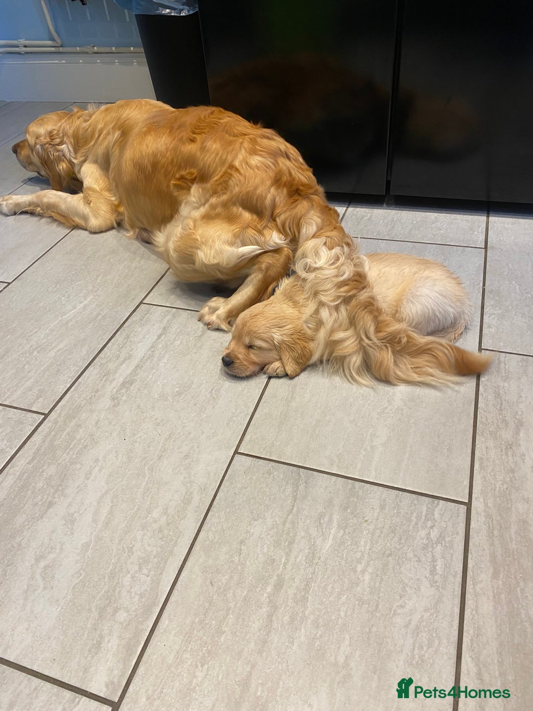 Golden Retriever dogs for sale: Beautiful KC reg Fluffy Golden Retriever Puppies - Image 21