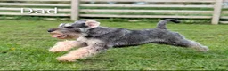 Miniature Schnauzer dogs for sale: Champion Show line Health Tested Puppies - Advert 4